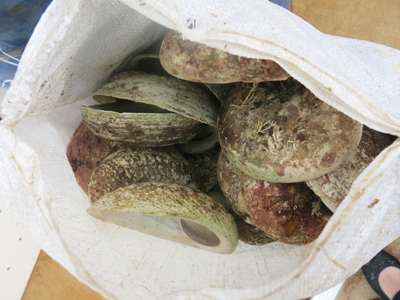 abalone-shells-sack