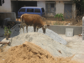 cow standing on sand and gravel piles