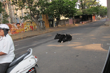 black cow sitting in middle of street in India
